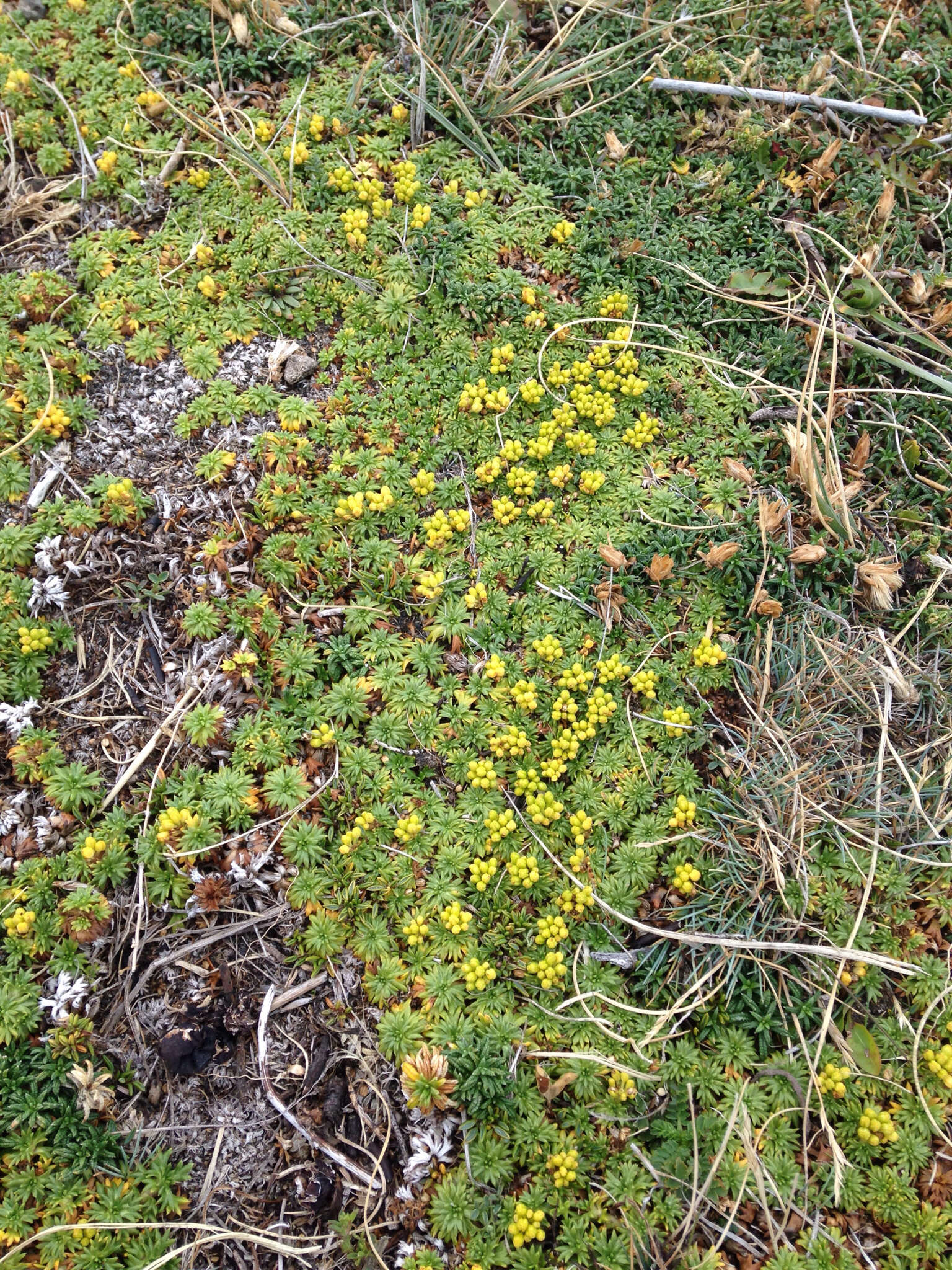 Imagem de Azorella trifurcata (Gaertn.) Pers.