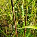 Boltonia asteroides var. recognita (Fern. & Grisc.) Cronq. resmi