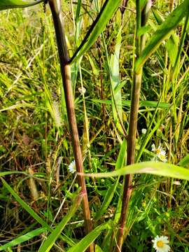 Boltonia asteroides var. recognita (Fern. & Grisc.) Cronq. resmi