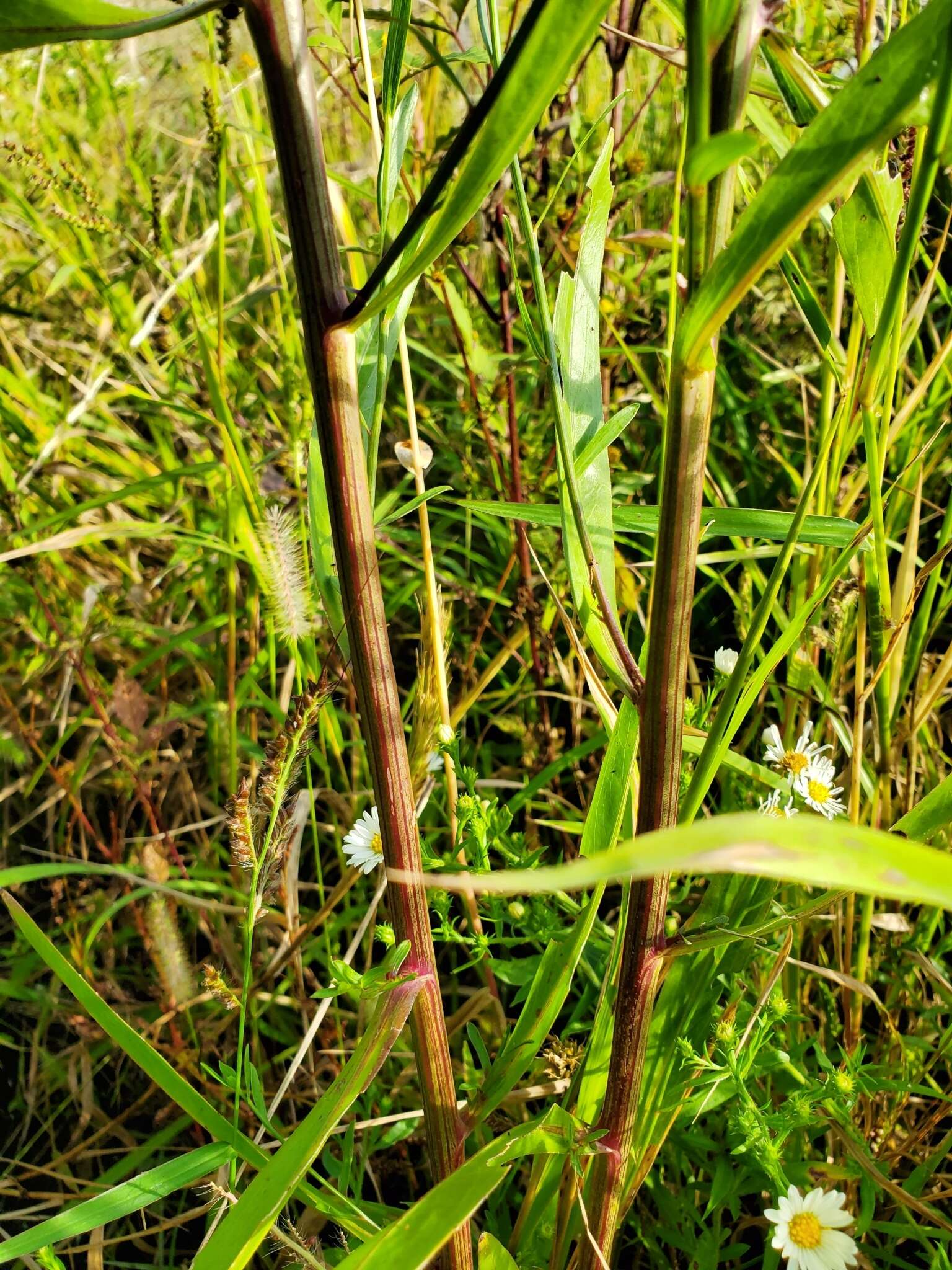 Plancia ëd Boltonia asteroides var. recognita (Fern. & Grisc.) Cronq.