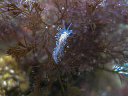 Coryphella trophina (Bergh 1890) resmi