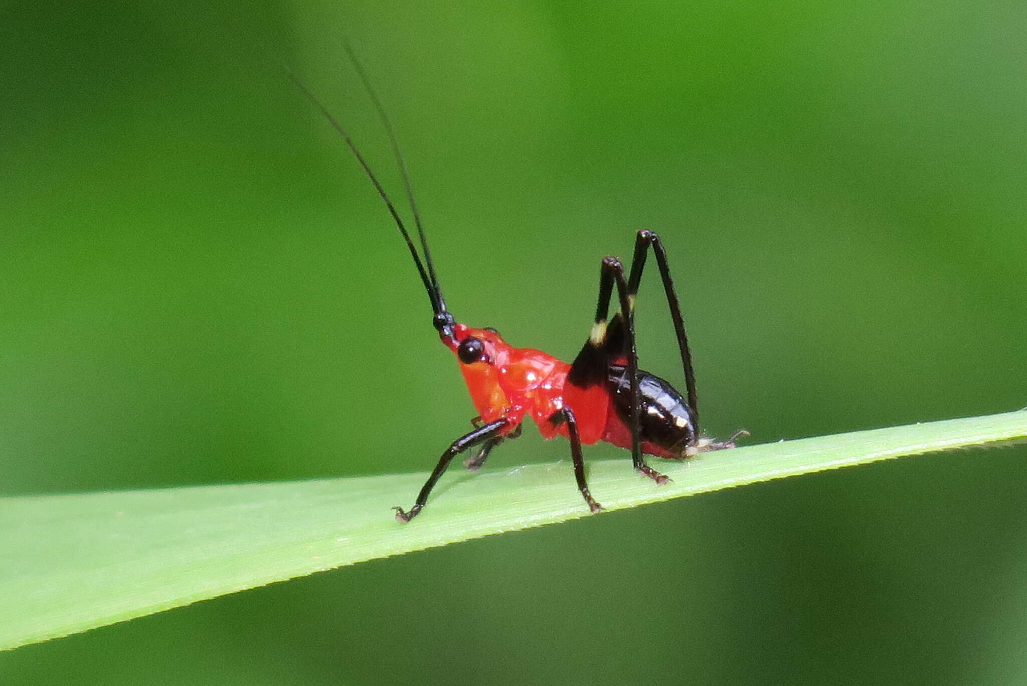 Image of Conocephalus (Anisoptera) melaenus (Haan 1843)