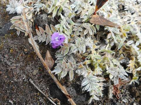 Image de Oxytropis pumilio (Pall.) Ledeb.