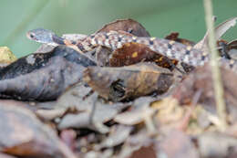 Image of Big-eyed mountain keelback