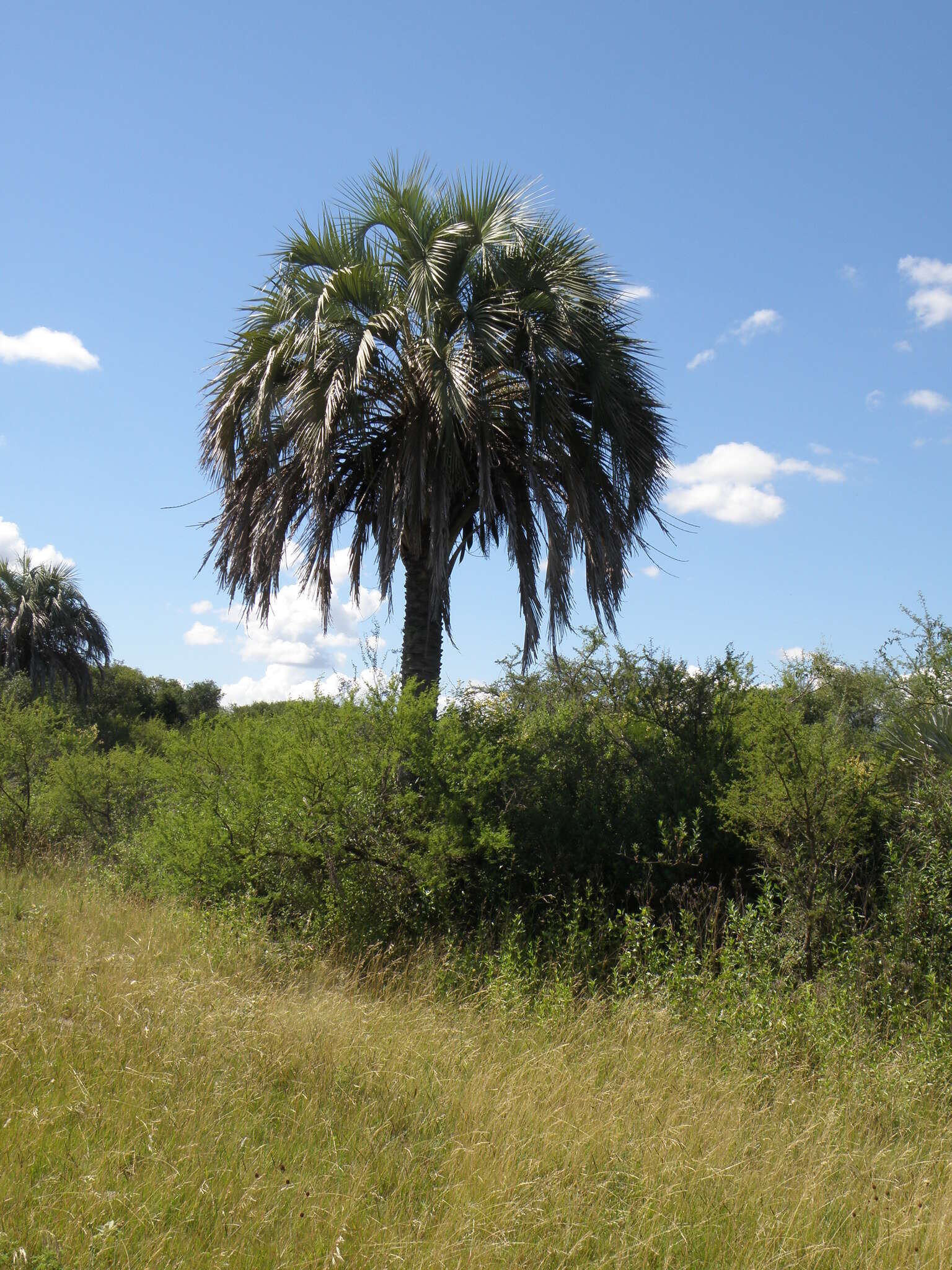 Image of Yatay palm