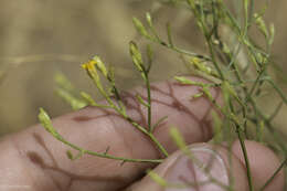 Image of San Joaquin snakeweed