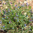 Image of Anchusa thessala Boiss. & Spruner