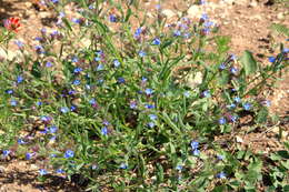 Image of Anchusa thessala Boiss. & Spruner