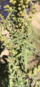 Image of weakleaf bur ragweed