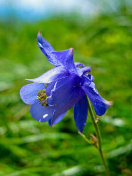 Aquilegia lucensis E. Nardi的圖片