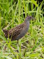 Image of Ash-throated Crake