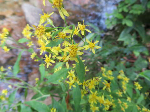 Image of Solidago virgaurea subsp. asiatica (Nakai ex Hara) Kitam. ex Hara