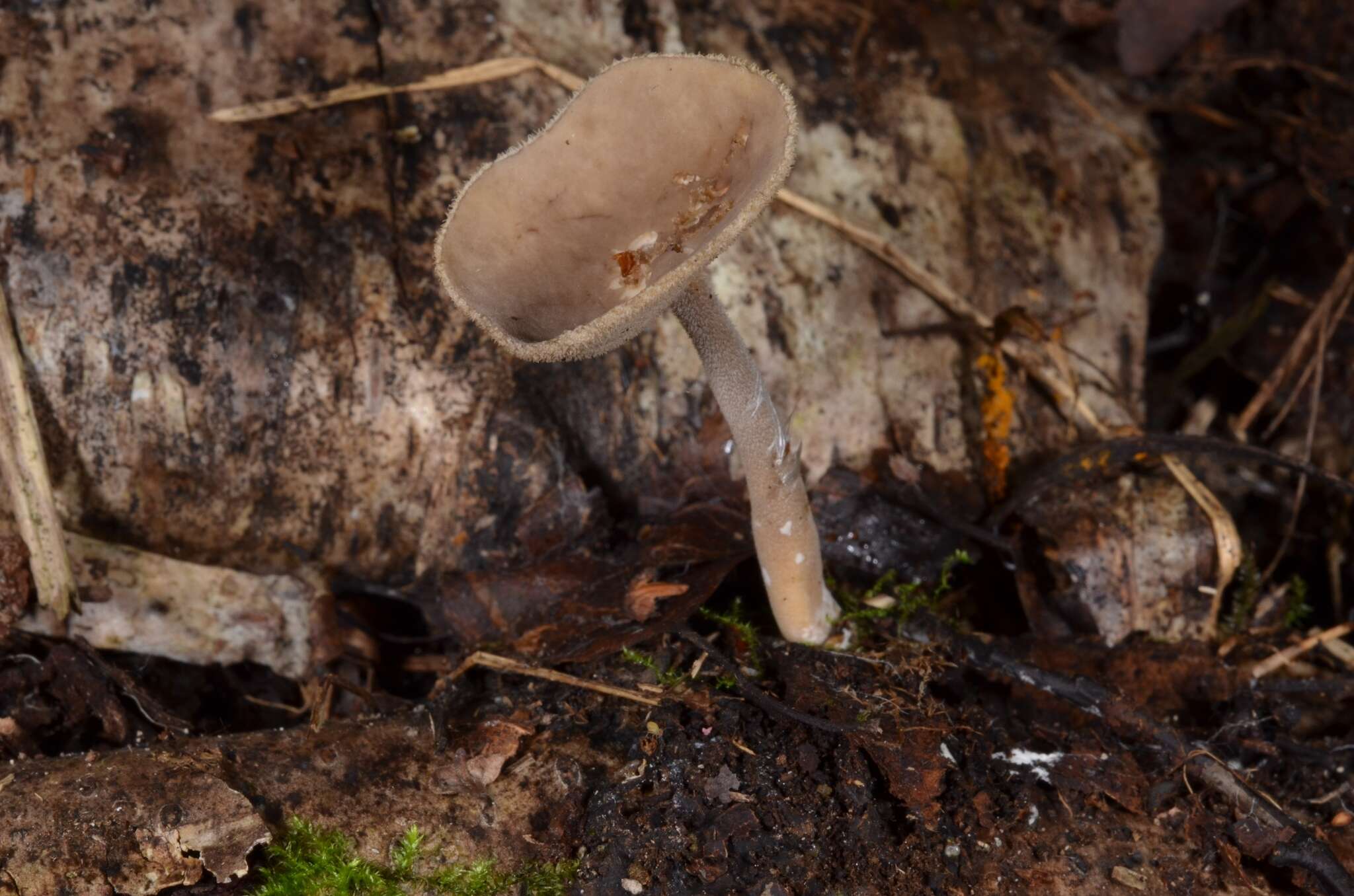 Imagem de Helvella macropus (Pers.) P. Karst. 1871