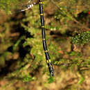 Image of Variable Tigertail