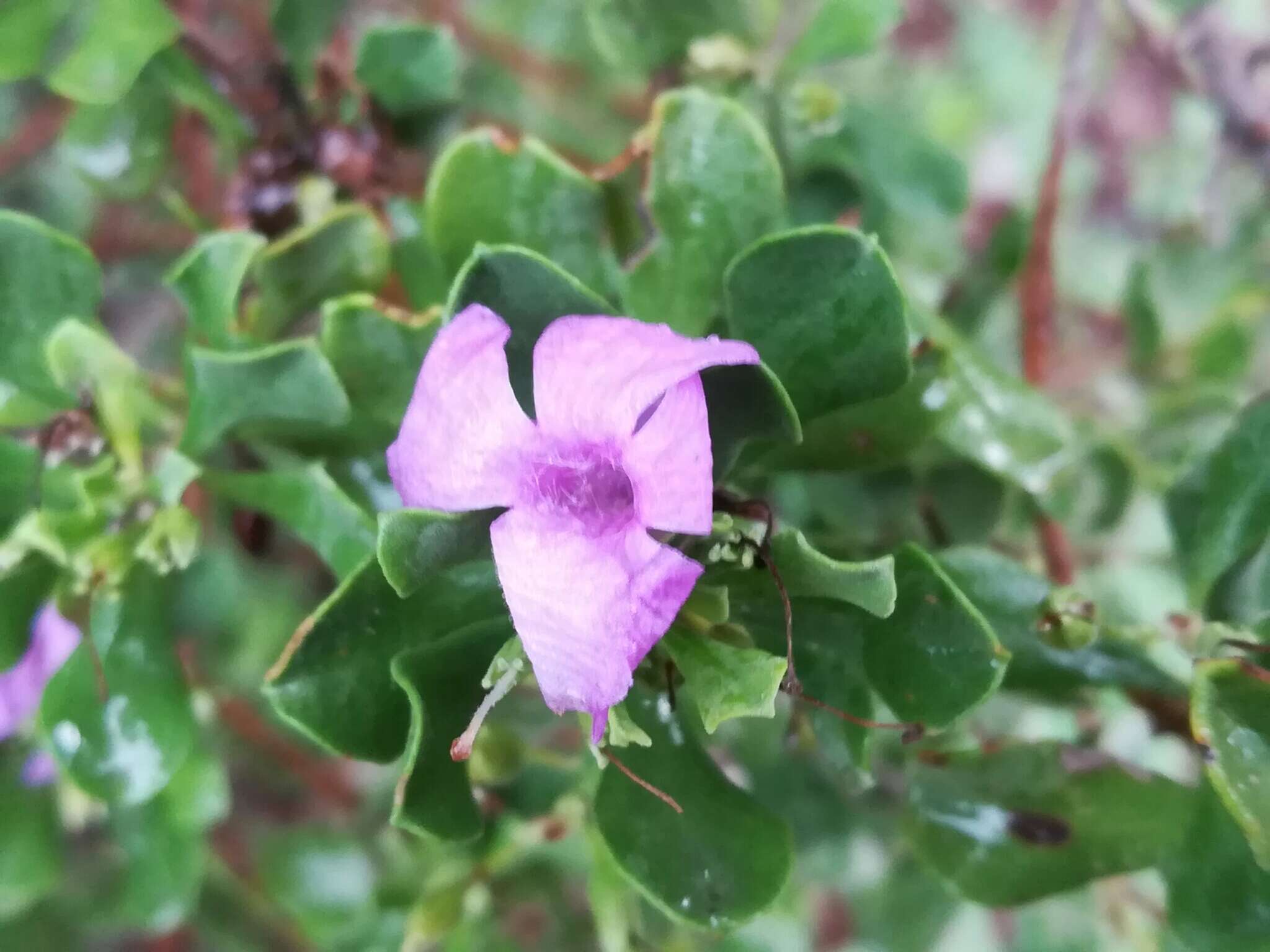 Image of Leucophyllum langmaniae L. D. Flyr