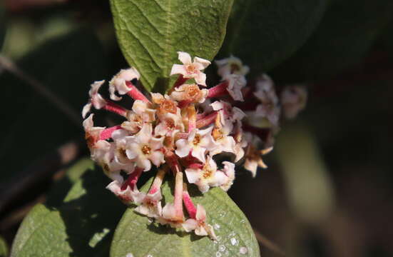 Image of Acokanthera oppositifolia (Lam.) Codd