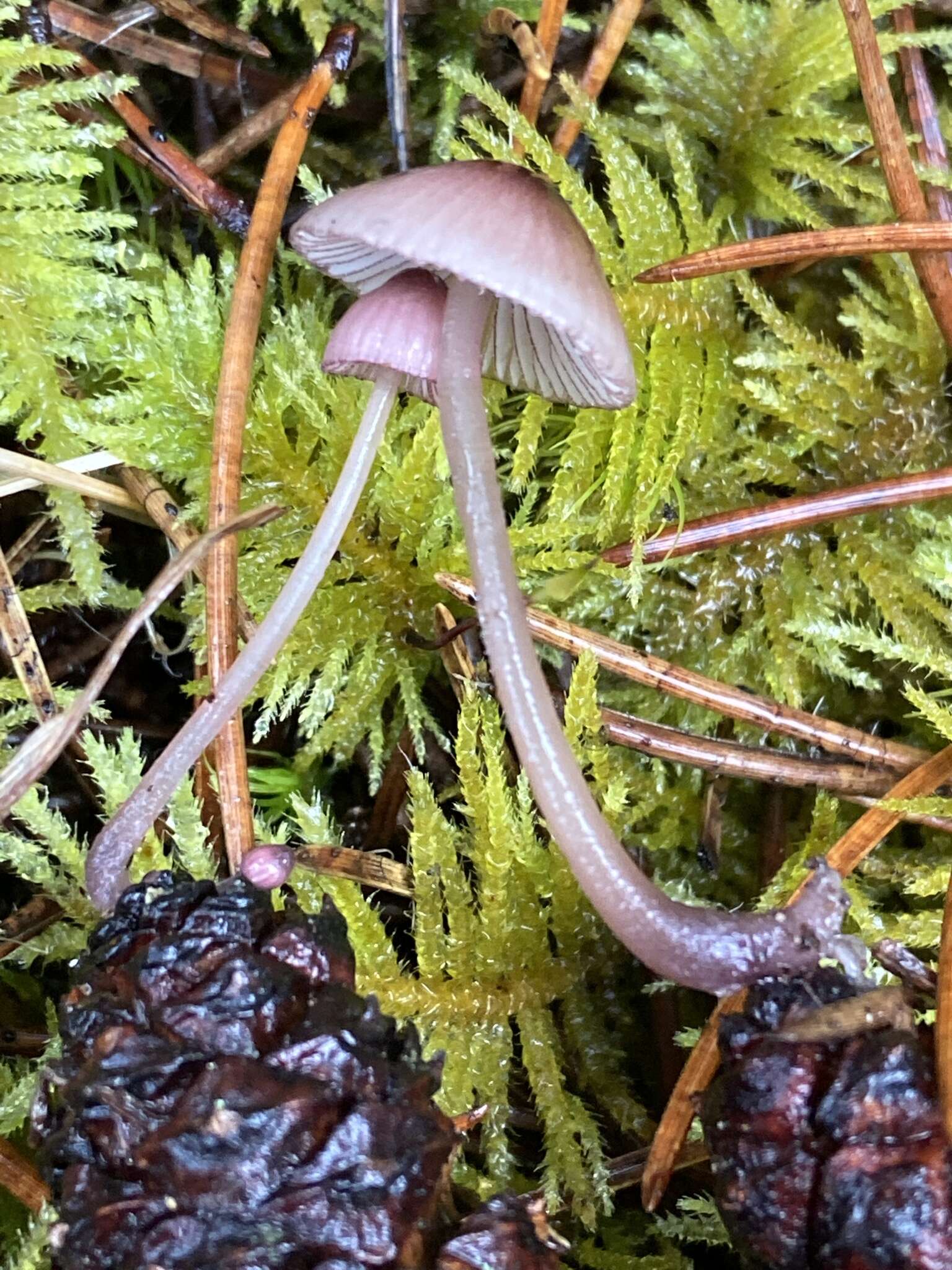 Image of Mycena rosella (Fr.) P. Kumm. 1871