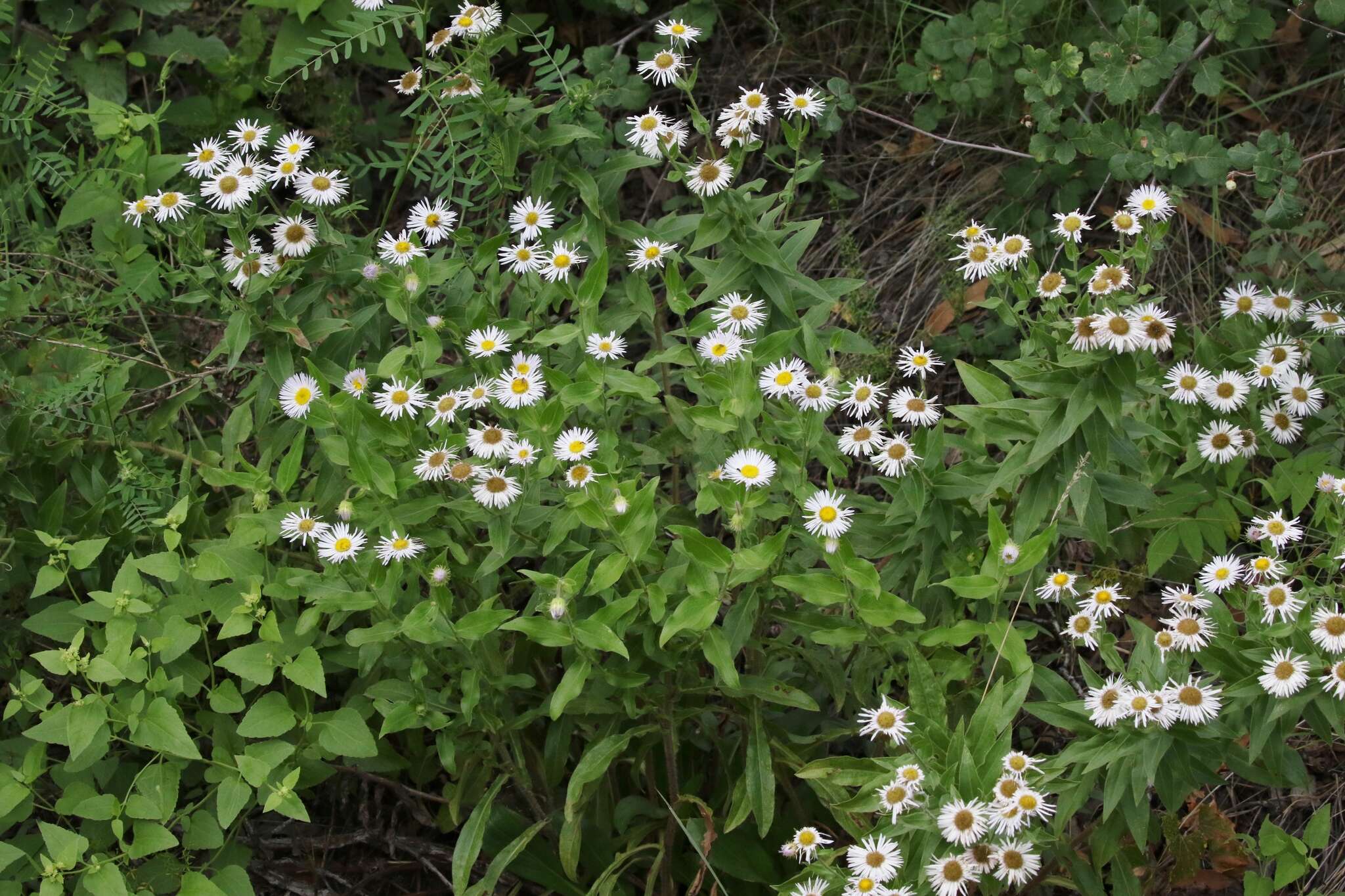 Image de Erigeron arizonicus A. Gray