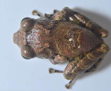 Image of Malli’s Rain Frog