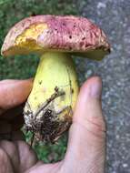 Image of Butyriboletus regius (Krombh.) D. Arora & J. L. Frank 2014