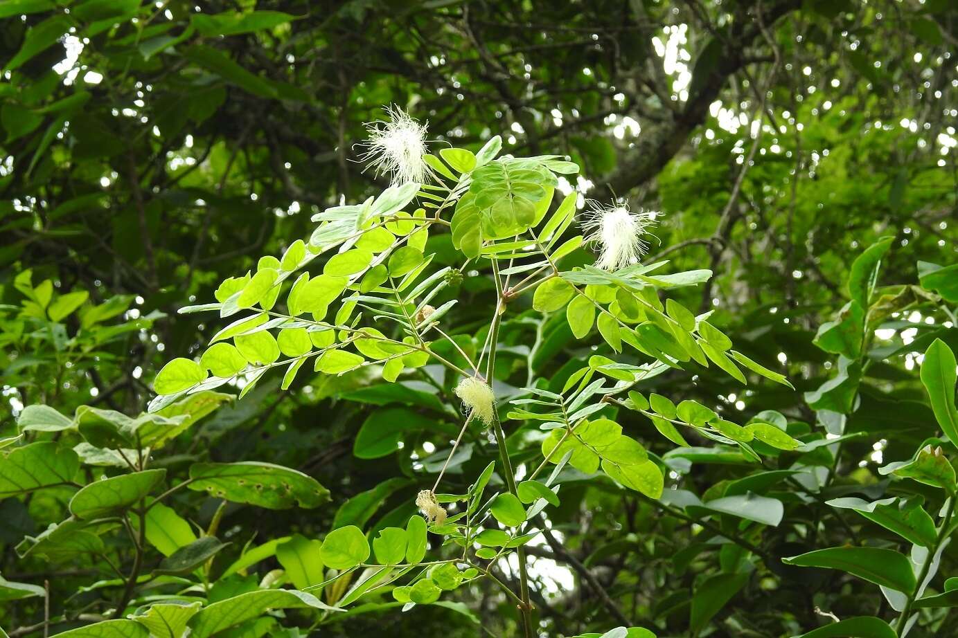 Image de Zapoteca formosa (Kunth) H. M. Hern.