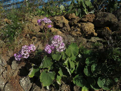 Image of Pericallis webbii (Sch. Bip.) C. Bolle