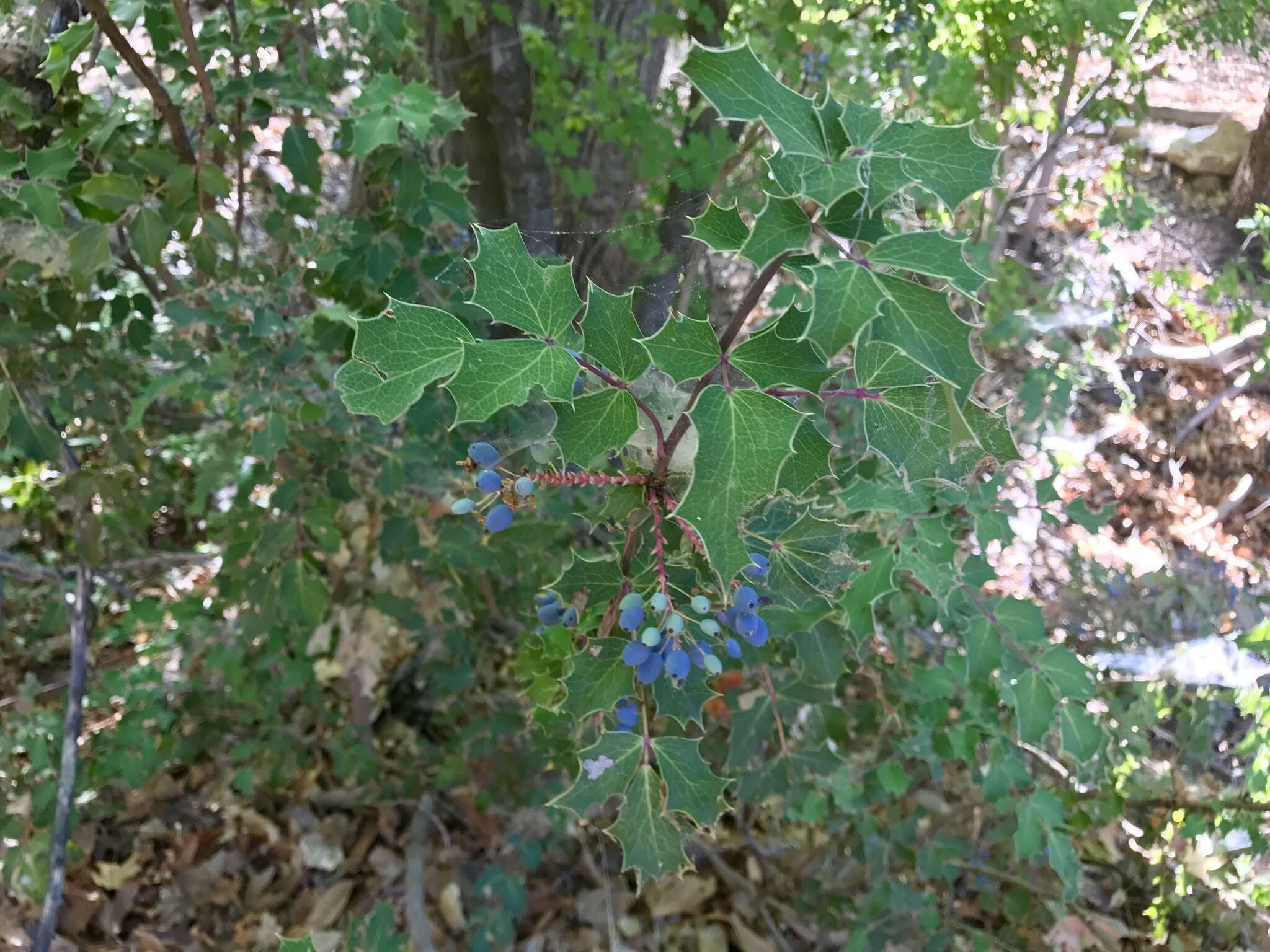 Image de Berberis wilcoxii Kearn.