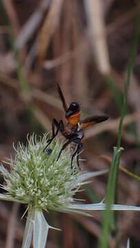 Image of Cylindromyia rufifrons (Loew 1844)