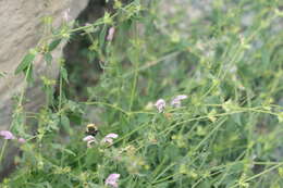 Image of Bombus melanurus Lepeletier 1836