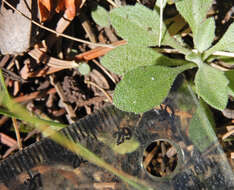 Image of Heller's Whitlow-Grass