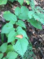 Sivun Aruncus dioicus var. pubescens (Rydb.) Fern. kuva