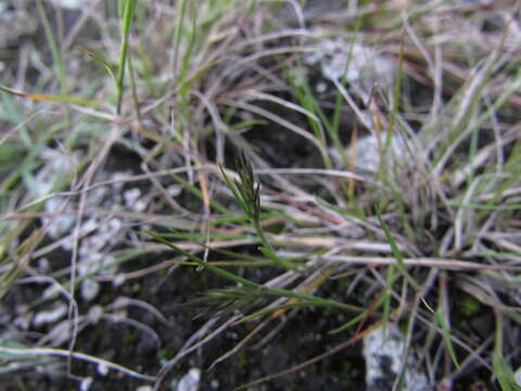 Image of Limestone Pappus Grass