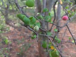 Plancia ëd Commiphora berryi (Arn.) Engl.