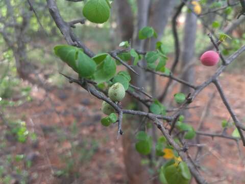 Imagem de Commiphora berryi (Arn.) Engl.