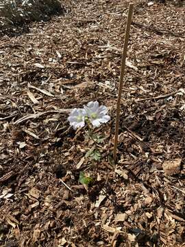 Image of Malva australiana M. F. Ray