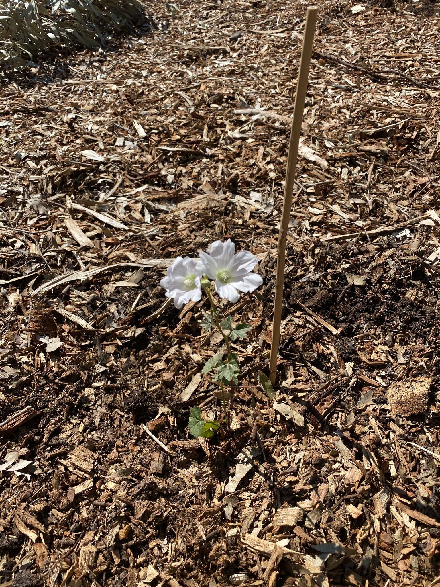 Image of Malva australiana M. F. Ray