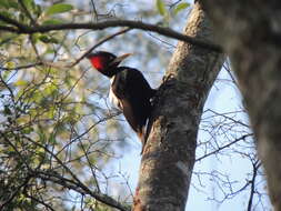 Image of Cream-backed Woodpecker