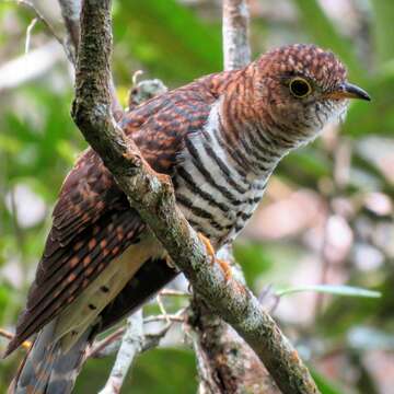 Image of Sunda Cuckoo