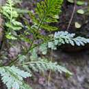 Image de Asplenium sarelii subsp. pekinense (Hance) Fraser-Jenk., Pangtey & Khullar
