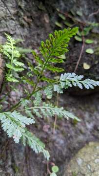 Image of Asplenium sarelii subsp. pekinense (Hance) Fraser-Jenk., Pangtey & Khullar