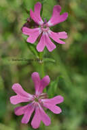 Image of nodding catchfly