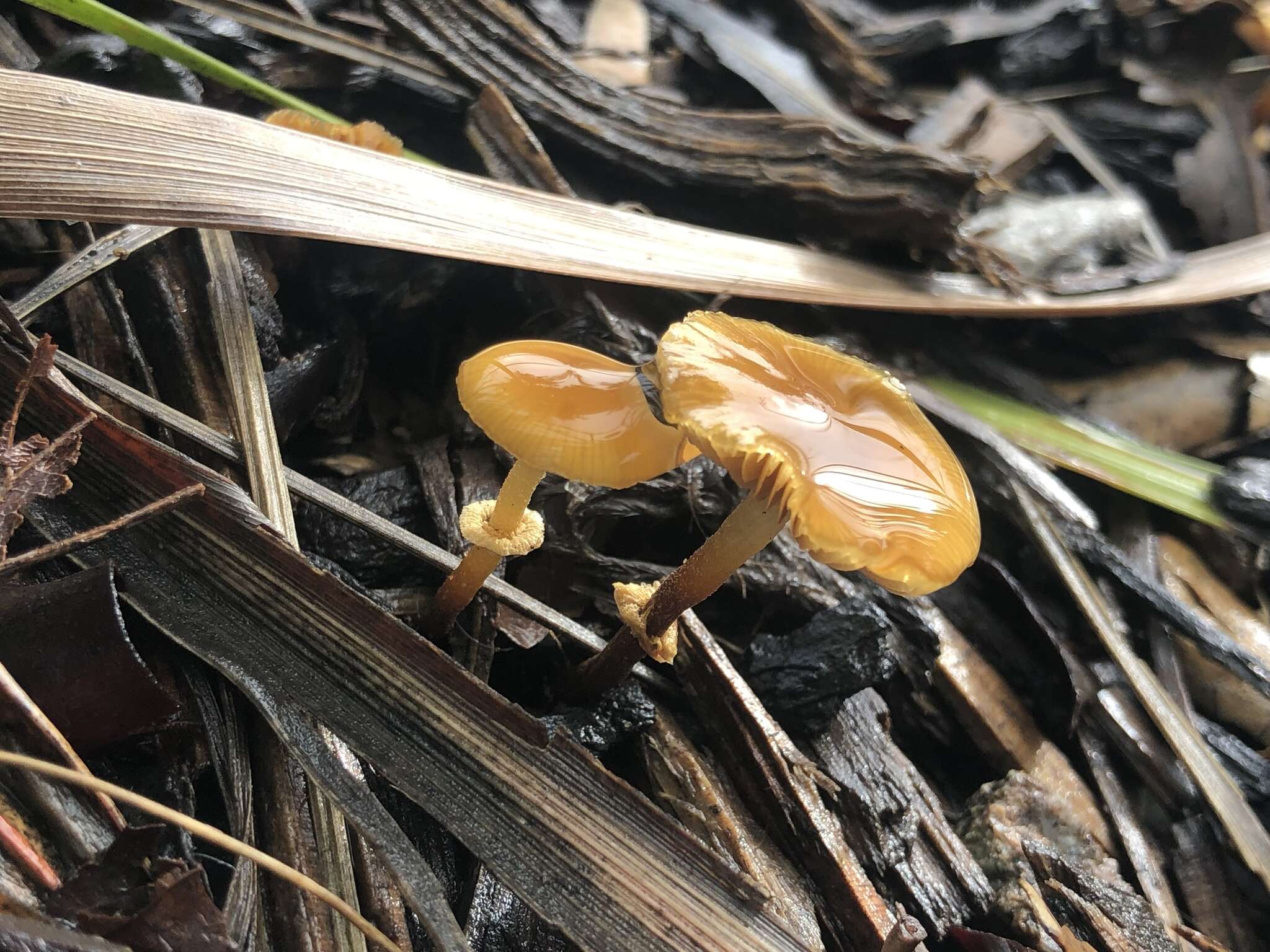 Image of Conocybe rugosa (Peck) Watling 1981