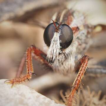 Image of <i>Scleropogon texanus</i>