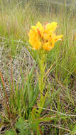 Image of Ceratandra grandiflora Lindl.