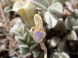 Image de Astragalus purshii var. lectulus (S. Wats.) M. E. Jones