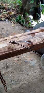 Image of Showy Cascade Damsel