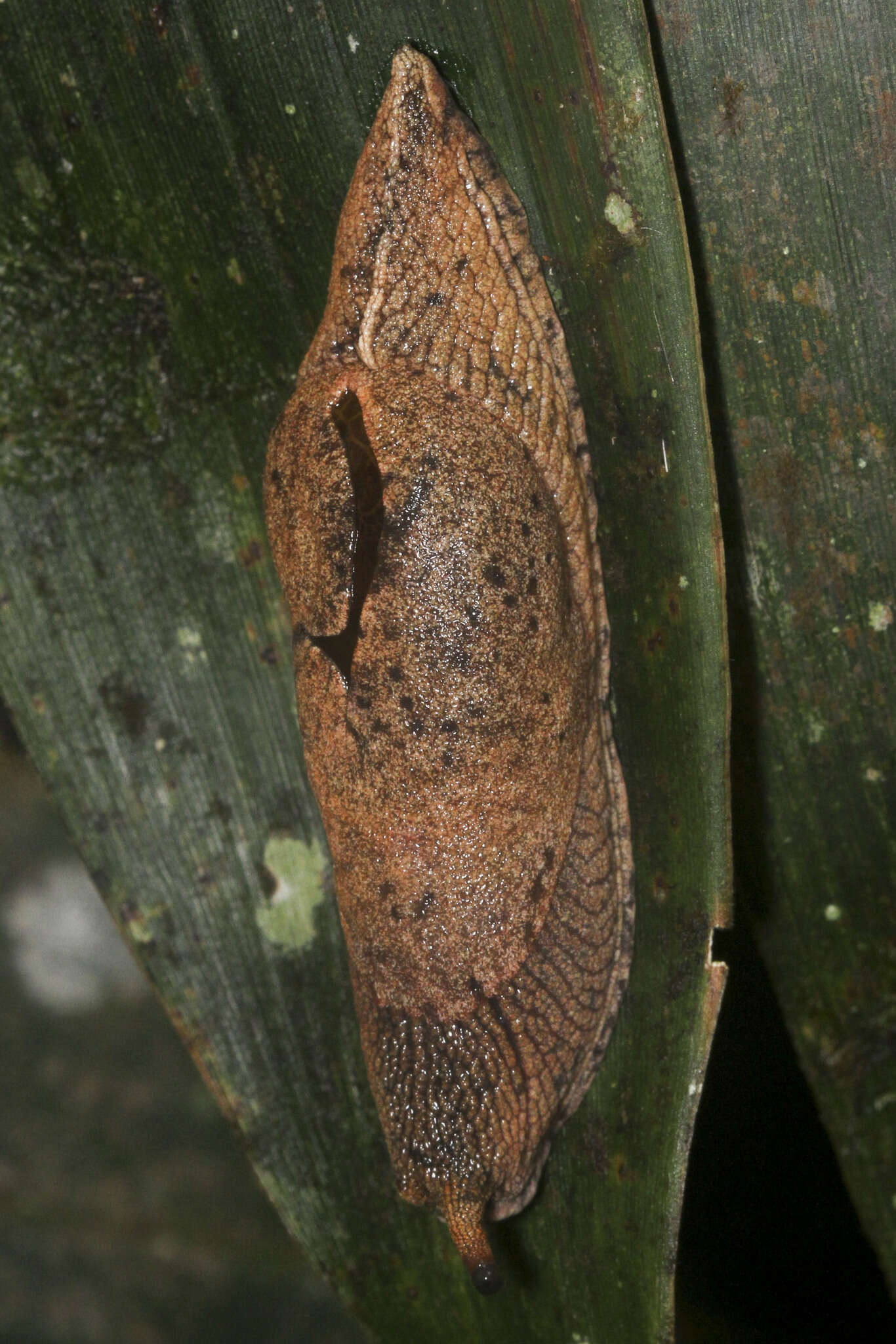 Image of Ratnadvipia karui Raheem & Naggs 2006