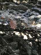 Image of Cooley Spruce Gall Adelgid