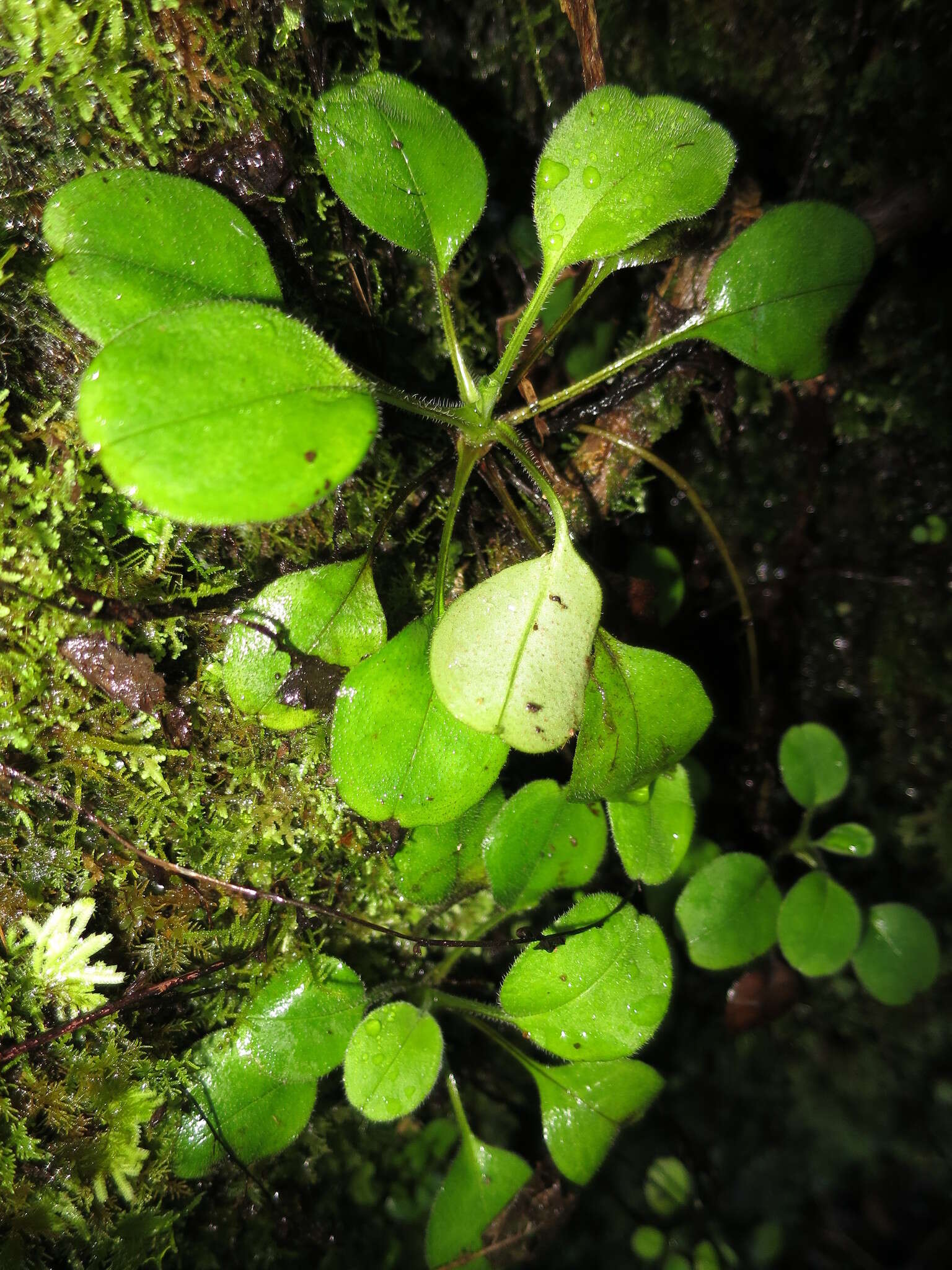 Image of Myosotis forsteri Lehm.