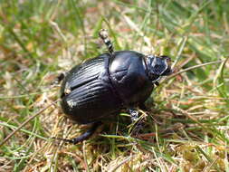 Слика од Geotrupes stercorarius (Linnaeus 1758)